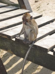 Monkey on Ao Nang. 