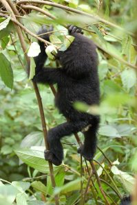 Baby gorilla climbing tree