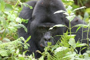 Charging silverback Gorilla
