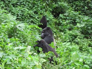 Gorillas in Bwindi Impenetrable forest - Uganda.