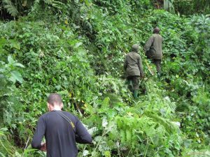 Hiking in Bwindi Impenetrable Forest