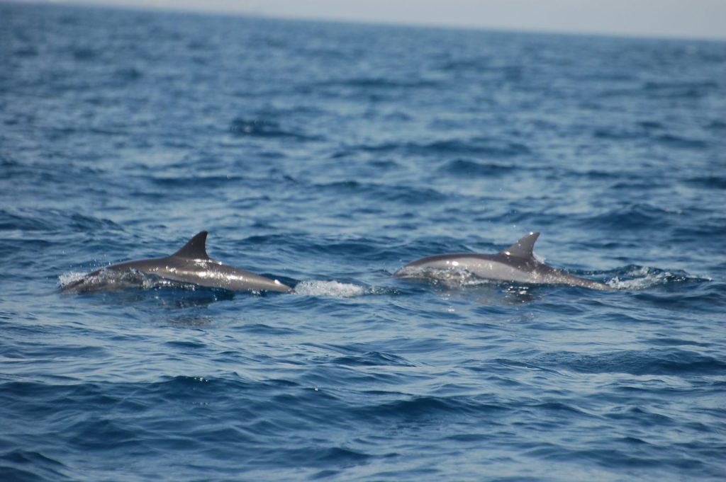 Dolphin Duo Oman