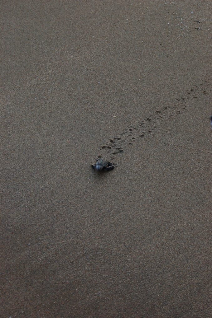 Sea Turtle Making a break for freedom 