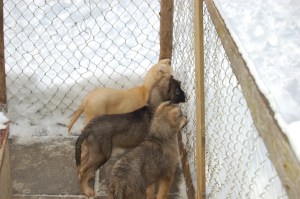 Dog Sledding Puppies