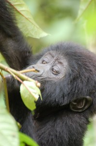 DSC_0691 Baby gorilla having a snack in Uganda.