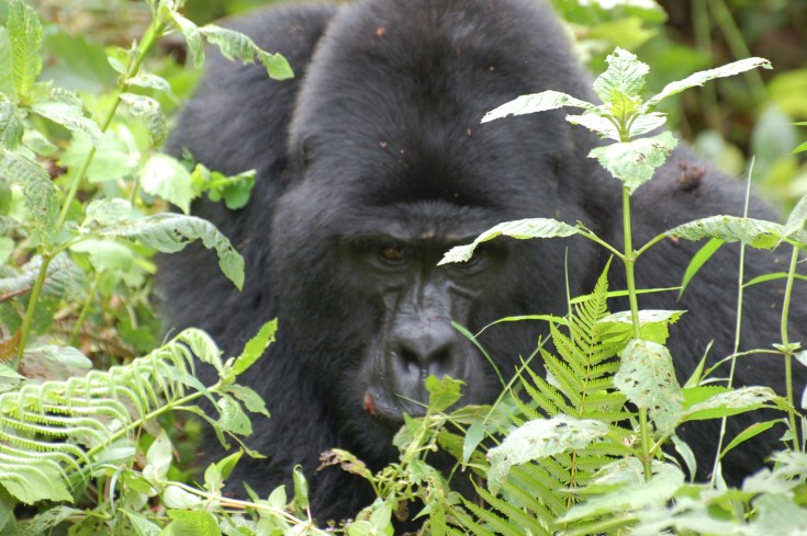 Charging Gorilla Charging silverback Gorilla