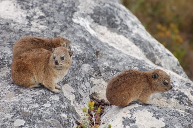 “Seriously!? How many times have I told you to face your butt off the cliff?"
